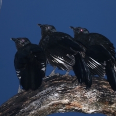 Corcorax melanorhamphos (White-winged Chough) at Ainslie, ACT - 29 Sep 2021 by jbromilow50