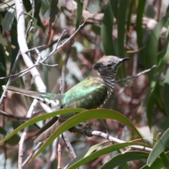 Chrysococcyx lucidus (Shining Bronze-Cuckoo) at Throsby, ACT - 1 Oct 2021 by jbromilow50