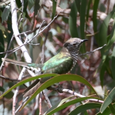 Chrysococcyx lucidus (Shining Bronze-Cuckoo) at Throsby, ACT - 1 Oct 2021 by jb2602