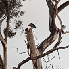 Callocephalon fimbriatum (Gang-gang Cockatoo) at Hackett, ACT - 2 Oct 2021 by mareehill