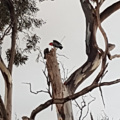 Callocephalon fimbriatum (Gang-gang Cockatoo) at Hackett, ACT - 2 Oct 2021 by mareehill