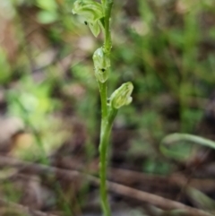 Hymenochilus cycnocephalus at Coree, ACT - 2 Oct 2021