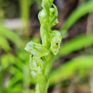 Hymenochilus cycnocephalus at Coree, ACT - 2 Oct 2021