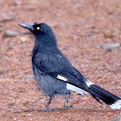 Strepera graculina (Pied Currawong) at Ainslie, ACT - 29 Sep 2021 by jbromilow50