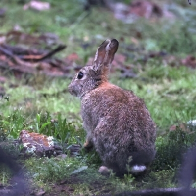 Oryctolagus cuniculus (European Rabbit) at Mount Ainslie - 29 Sep 2021 by jb2602