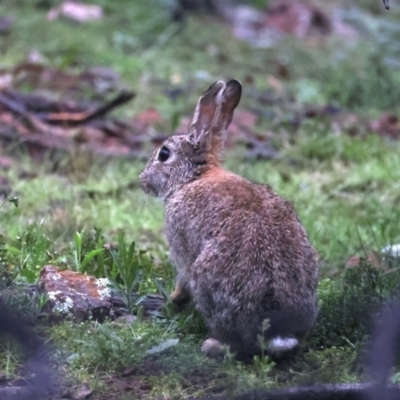 Oryctolagus cuniculus (European Rabbit) at Ainslie, ACT - 29 Sep 2021 by jb2602