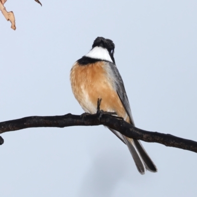 Pachycephala rufiventris (Rufous Whistler) at Ainslie, ACT - 29 Sep 2021 by jb2602