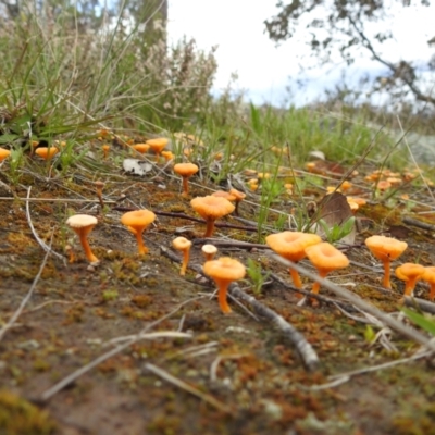 Omphalina s.l. at Kambah, ACT - 2 Oct 2021 by HelenCross