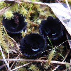 zz – ascomycetes - apothecial (Cup fungus) at Tuggeranong DC, ACT - 2 Oct 2021 by HelenCross