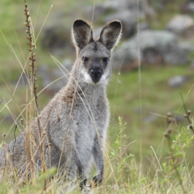 Notamacropus rufogriseus (Red-necked Wallaby) at Tuggeranong DC, ACT - 2 Oct 2021 by HelenCross