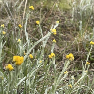 Chrysocephalum apiculatum (Common Everlasting) at Tennent, ACT - 2 Oct 2021 by JaneR