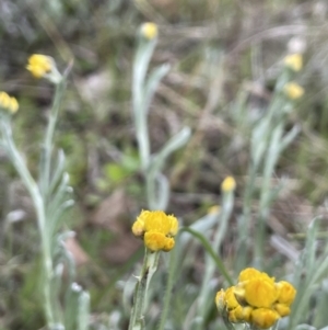 Chrysocephalum apiculatum at Tennent, ACT - 2 Oct 2021 02:10 PM