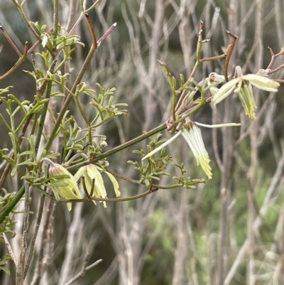Clematis leptophylla (Small-leaf Clematis, Old Man's Beard) at Tennent, ACT - 2 Oct 2021 by JaneR
