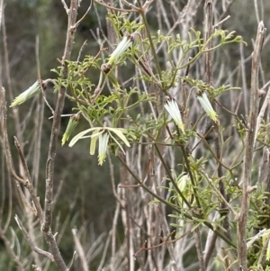 Clematis leptophylla at Tennent, ACT - 2 Oct 2021