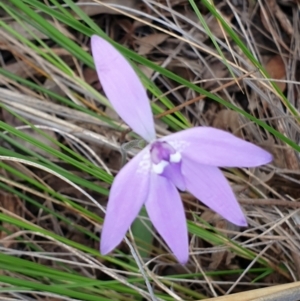 Glossodia major at Cook, ACT - 2 Oct 2021