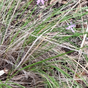 Glossodia major at Cook, ACT - 2 Oct 2021