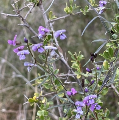 Glycine clandestina (Twining Glycine) at Tennent, ACT - 2 Oct 2021 by JaneR