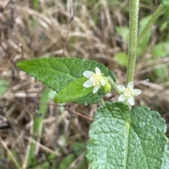 Gynatrix pulchella (Hemp Bush) at Tennent, ACT - 2 Oct 2021 by JaneR