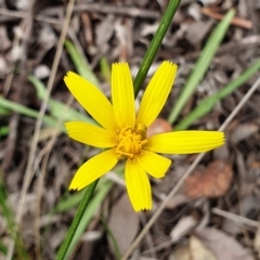 Microseris walteri (Yam Daisy, Murnong) at Cook, ACT - 2 Oct 2021 by drakes