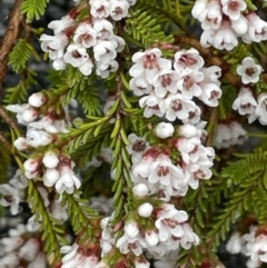 Micromyrtus ciliata (Fringed Heath-myrtle) at Tennent, ACT - 2 Oct 2021 by JaneR