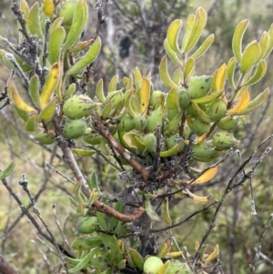 Persoonia rigida at Tennent, ACT - 2 Oct 2021