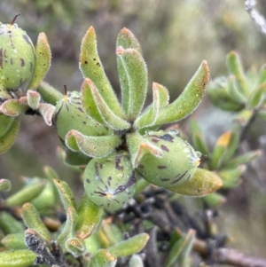 Persoonia rigida at Tennent, ACT - 2 Oct 2021 03:12 PM