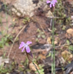 Petrorhagia nanteuilii (Proliferous Pink, Childling Pink) at Tennent, ACT - 2 Oct 2021 by JaneR