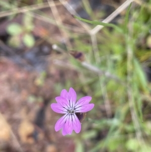 Petrorhagia nanteuilii at Tennent, ACT - 2 Oct 2021