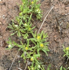 Triptilodiscus pygmaeus (Annual Daisy) at Tennent, ACT - 2 Oct 2021 by JaneR