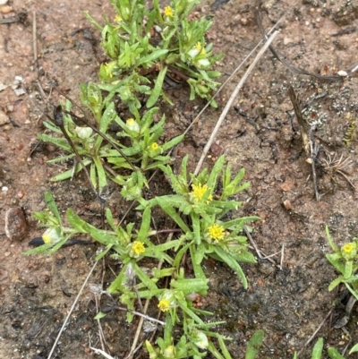 Triptilodiscus pygmaeus (Annual Daisy) at Tennent, ACT - 2 Oct 2021 by JaneR