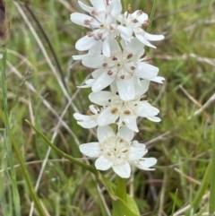 Wurmbea dioica subsp. dioica (Early Nancy) at Tennent, ACT - 2 Oct 2021 by JaneR