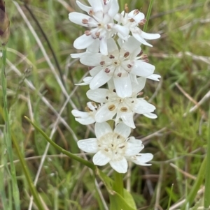 Wurmbea dioica subsp. dioica at Tennent, ACT - 2 Oct 2021