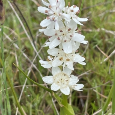 Wurmbea dioica subsp. dioica (Early Nancy) at Tennent, ACT - 2 Oct 2021 by JaneR