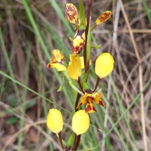 Diuris nigromontana at Cook, ACT - 2 Oct 2021