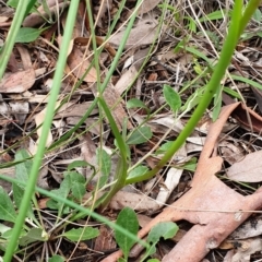 Diuris nigromontana at Cook, ACT - 2 Oct 2021