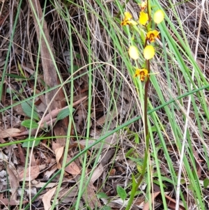 Diuris nigromontana at Cook, ACT - 2 Oct 2021