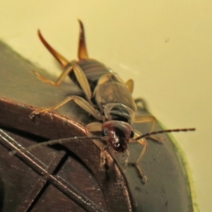 Forficula auricularia at Macarthur, ACT - 2 Oct 2021