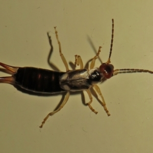 Forficula auricularia at Macarthur, ACT - 2 Oct 2021 10:45 PM