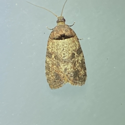 Rupicolana orthias (A tortrix or leafroller moth) at Jerrabomberra, NSW - 2 Oct 2021 by Steve_Bok