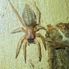 Clubiona sp. (genus) (Unidentified Stout Sac Spider) at Jerrabomberra, NSW - 2 Oct 2021 by Steve_Bok