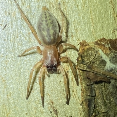 Clubiona sp. (genus) (Unidentified Stout Sac Spider) at Jerrabomberra, NSW - 2 Oct 2021 by SteveBorkowskis