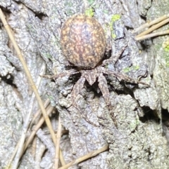 Stephanopis sp. (genus) (Knobbly crab spider) at Jerrabomberra, NSW - 2 Oct 2021 by SteveBorkowskis