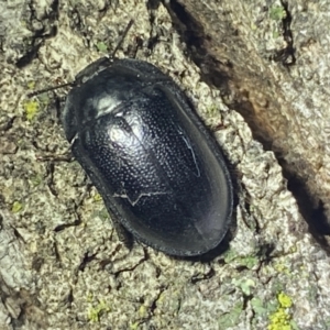 Pterohelaeus striatopunctatus at Jerrabomberra, NSW - 2 Oct 2021