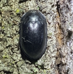 Pterohelaeus striatopunctatus at Jerrabomberra, NSW - 2 Oct 2021 10:49 PM