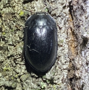 Pterohelaeus striatopunctatus at Jerrabomberra, NSW - 2 Oct 2021