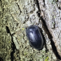 Pterohelaeus striatopunctatus at Jerrabomberra, NSW - 2 Oct 2021