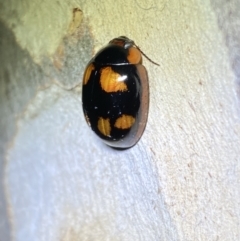 Paropsisterna beata (Blessed Leaf Beetle) at Jerrabomberra, NSW - 2 Oct 2021 by SteveBorkowskis