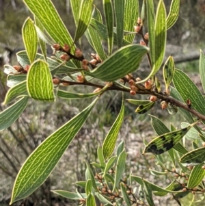 Hakea dactyloides at Currawang, NSW - suppressed