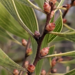 Hakea dactyloides at Currawang, NSW - suppressed