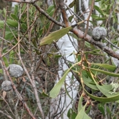 Hakea dactyloides at Currawang, NSW - suppressed